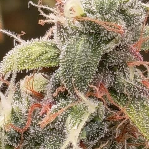 Sherbet Queen  growlog timeline photo