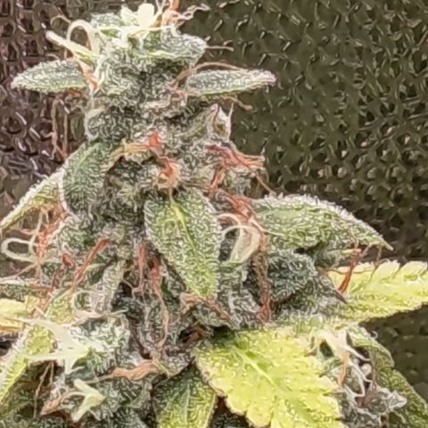 Sherbet Queen  growlog timeline photo