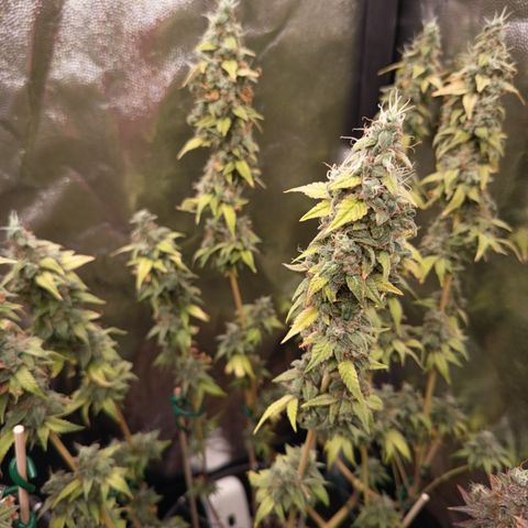Sherbet Queen  growlog timeline photo