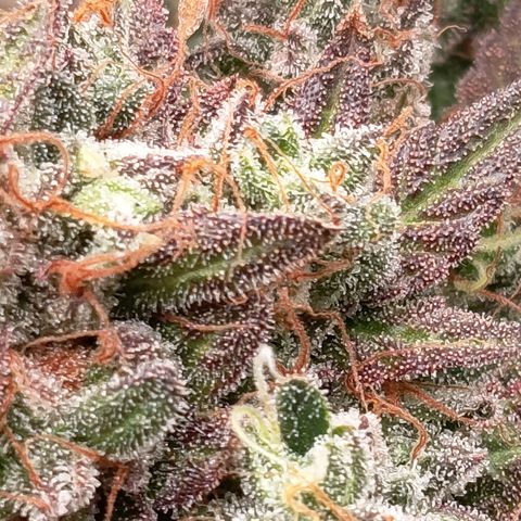 Green Gelato  growlog timeline photo