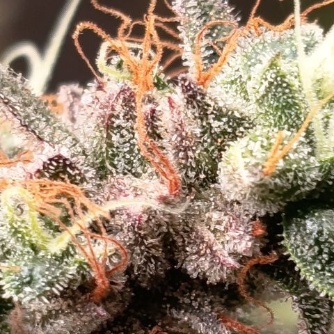 Green Gelato  growlog timeline photo