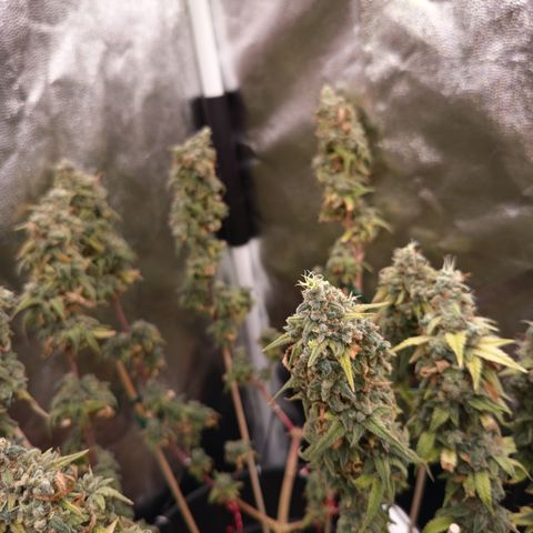 Pink Runtz  growlog timeline photo