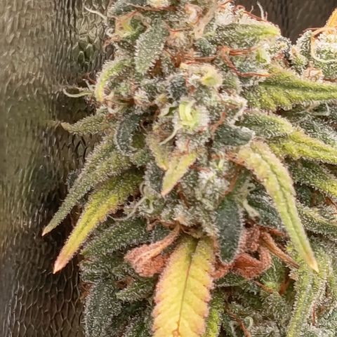 Pink Runtz  growlog timeline photo