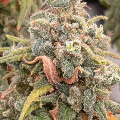 Pink Runtz  growlog timeline photo