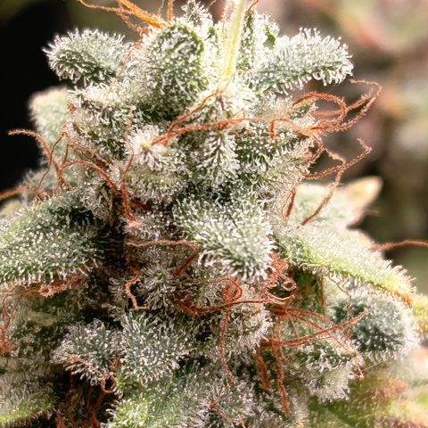 Fat Gorilla  growlog timeline photo