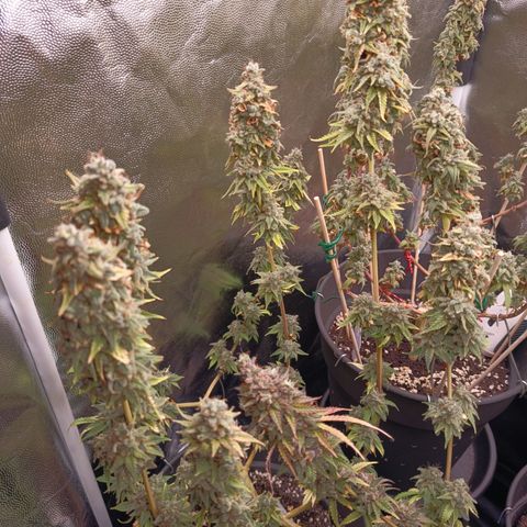 Fat Gorilla  growlog timeline photo