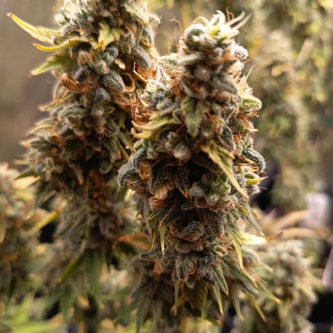 Fat Gorilla  growlog timeline photo