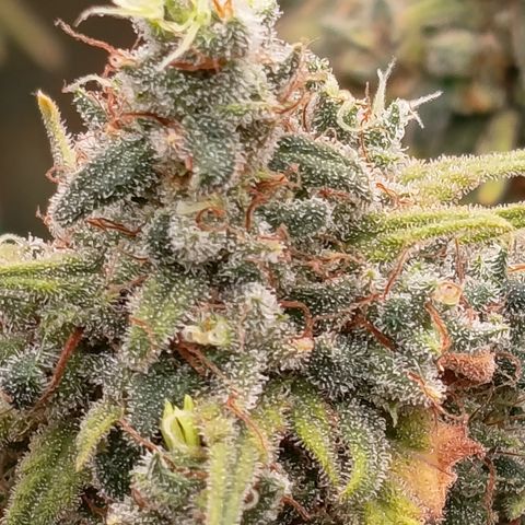 Pink Runtz  growlog timeline photo