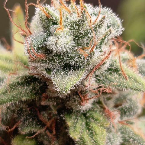 Fat Gorilla  growlog timeline photo