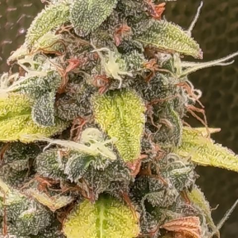 Sherbet Queen  growlog timeline photo