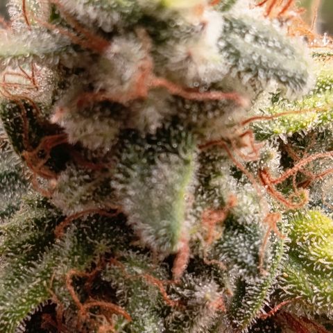 Fat Gorilla  growlog timeline photo