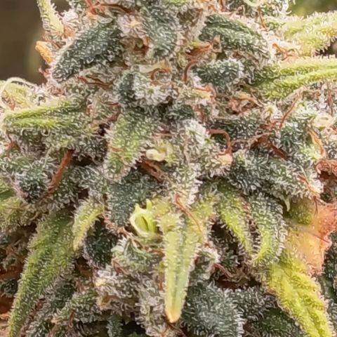 Pink Runtz  growlog timeline photo