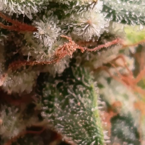 Fat Gorilla  growlog timeline photo