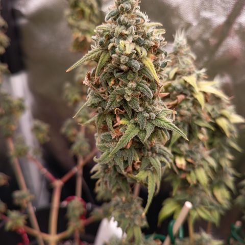 Pink Runtz  growlog timeline photo