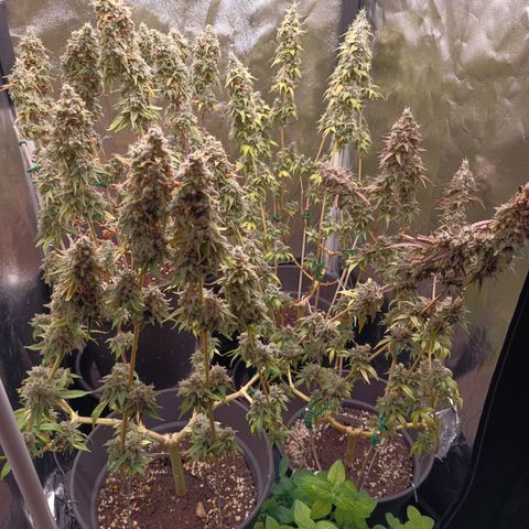 Fat Gorilla  growlog timeline photo