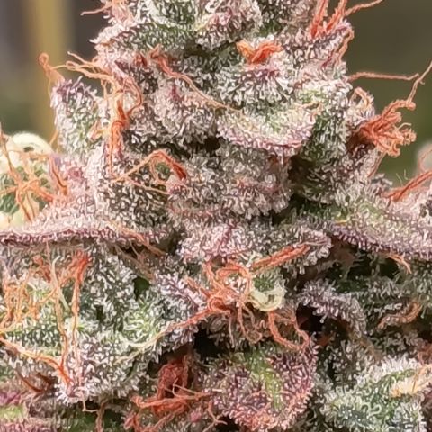 Green Gelato  growlog timeline photo