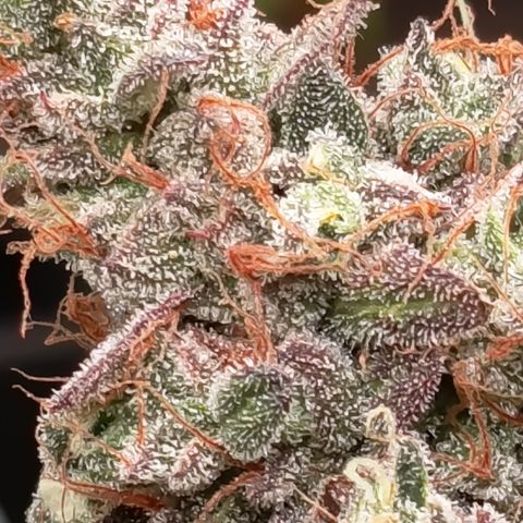 Green Gelato  growlog timeline photo