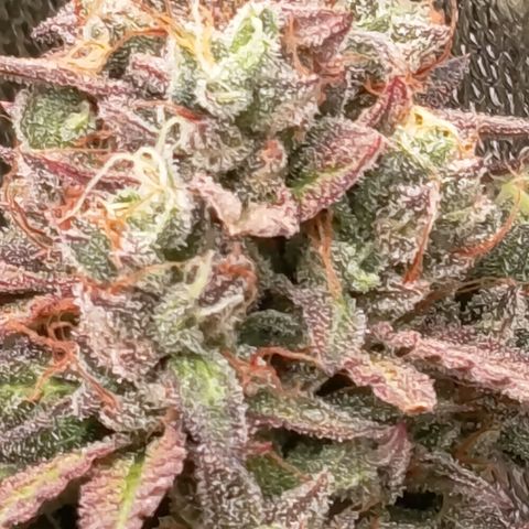 Green Gelato  growlog timeline photo