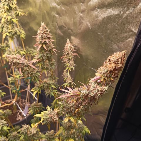 Green Gelato  growlog timeline photo