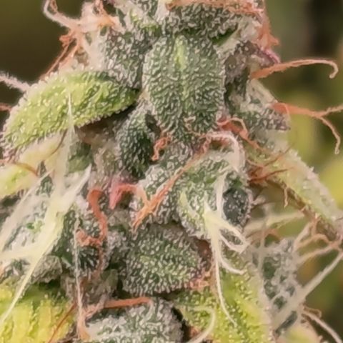 Sherbet Queen  growlog timeline photo