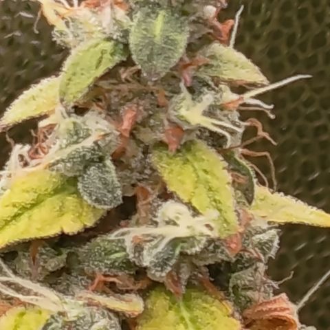 Sherbet Queen  growlog timeline photo