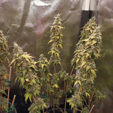 Sherbet Queen  growlog timeline photo