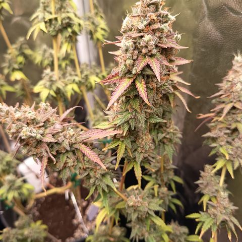 Green Gelato  growlog timeline photo