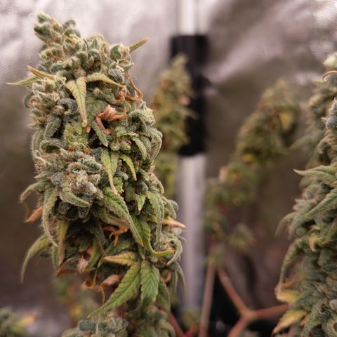 Pink Runtz  growlog timeline photo