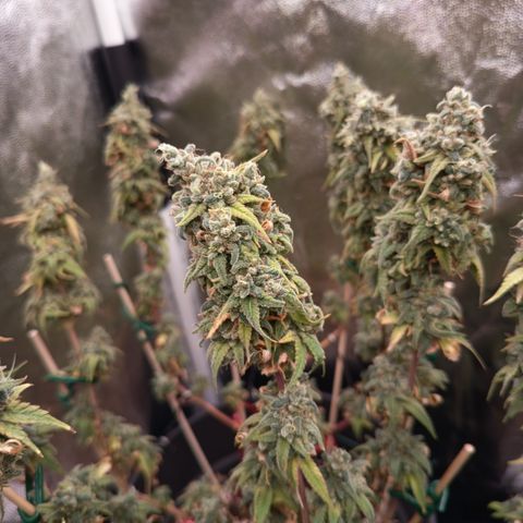 Pink Runtz  growlog timeline photo
