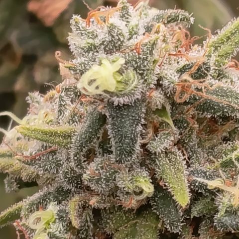 Pink Runtz  growlog timeline photo