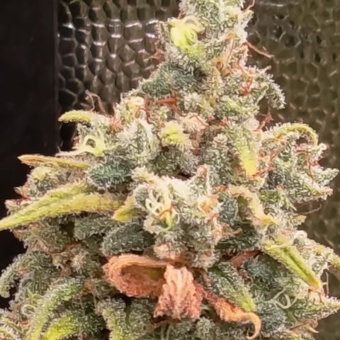 Pink Runtz  growlog timeline photo