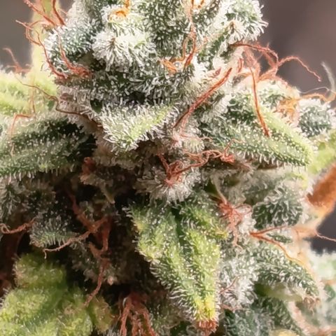 Fat Gorilla  growlog timeline photo