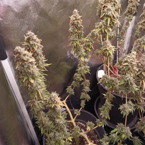 Fat Gorilla  growlog timeline photo