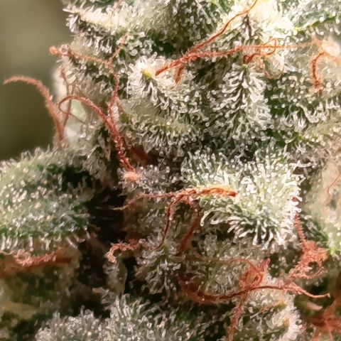 Fat Gorilla  growlog timeline photo
