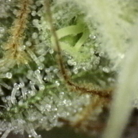 Fat Gorilla  growlog timeline photo