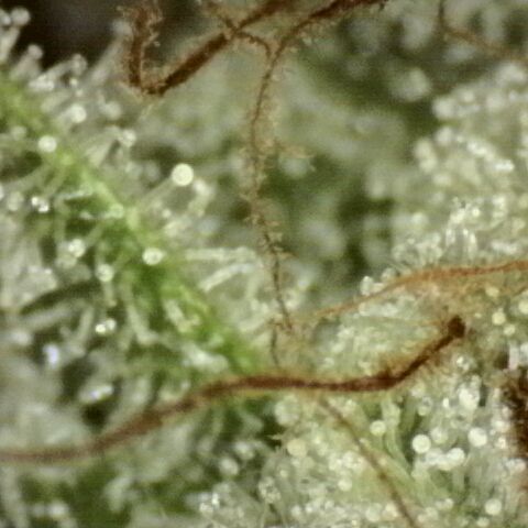 Fat Gorilla  growlog timeline photo