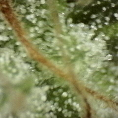 Fat Gorilla  growlog timeline photo