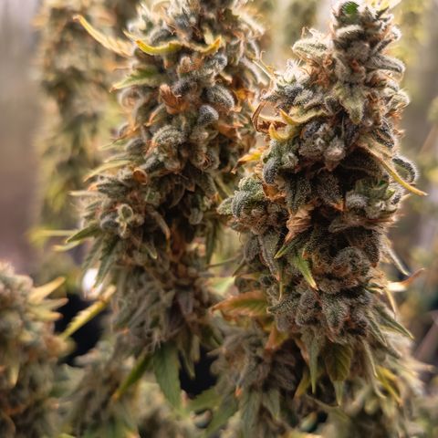 Fat Gorilla  growlog timeline photo