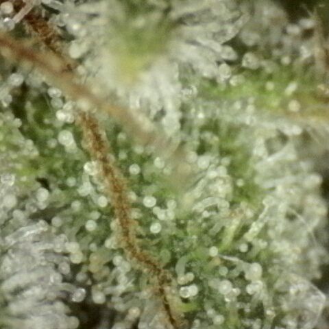 Fat Gorilla  growlog timeline photo