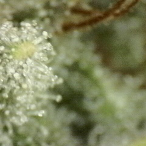 Fat Gorilla  growlog timeline photo