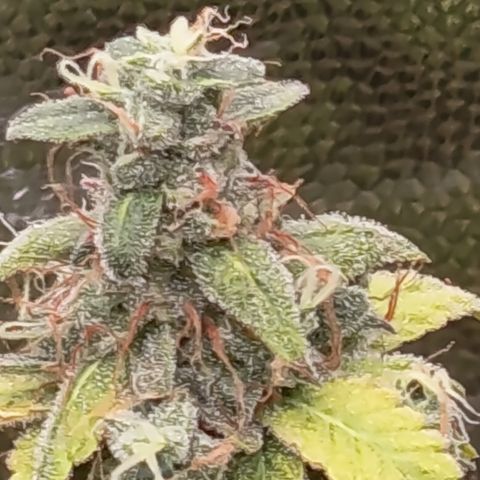 Sherbet Queen  growlog timeline photo