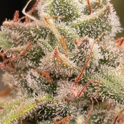 Fat Gorilla  growlog timeline photo