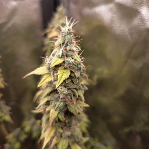 Sherbet Queen  growlog timeline photo