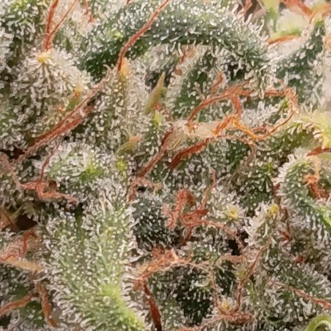 Pink Runtz  growlog timeline photo