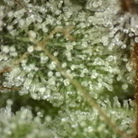 Fat Gorilla  growlog timeline photo