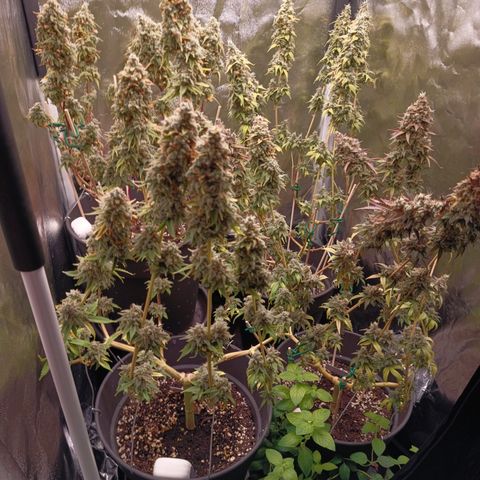 Fat Gorilla  growlog timeline photo