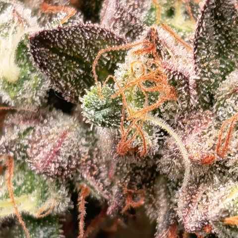 Green Gelato  growlog timeline photo
