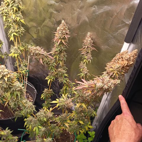 Green Gelato  growlog timeline photo
