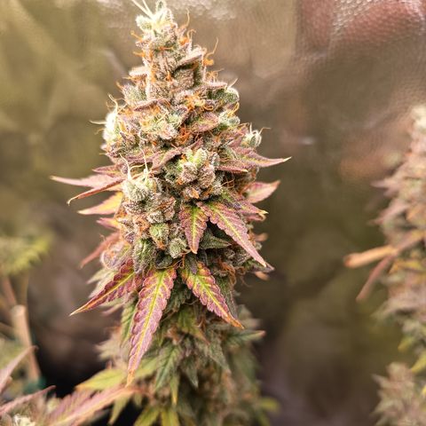 Green Gelato  growlog timeline photo