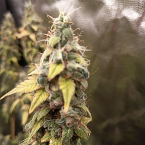 Sherbet Queen  growlog timeline photo
